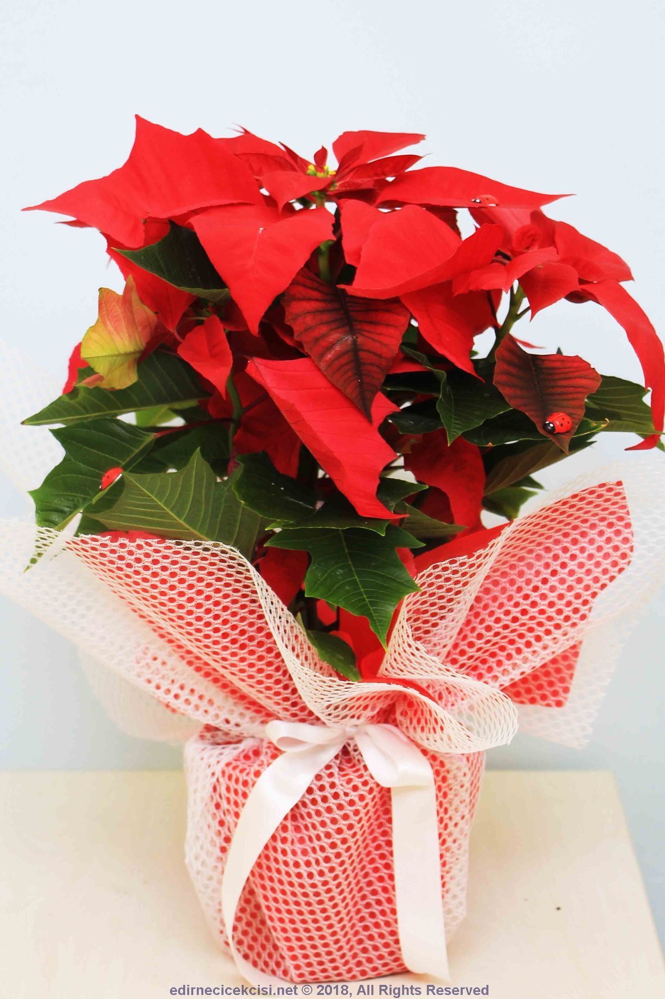 euphorbia-ataturk-cicegi