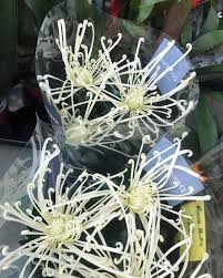 sakalli-orumcek-krizantem