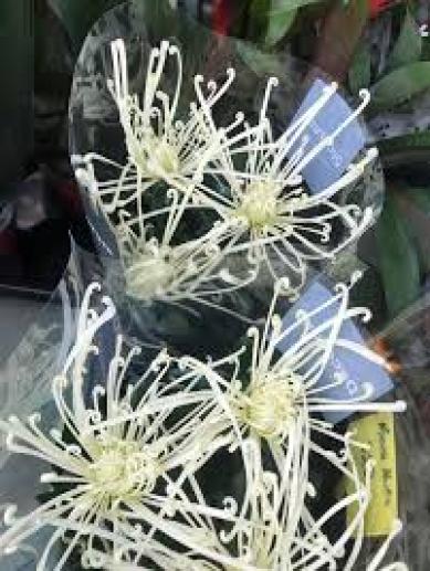 sakalli-orumcek-krizantem