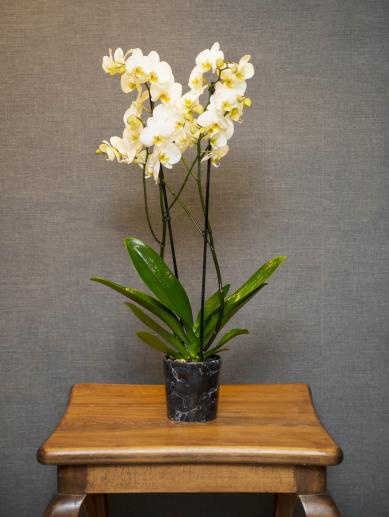 beyaz-orkide